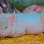 Trazabilidad porcina en Nicaragua: IPSA exige registro