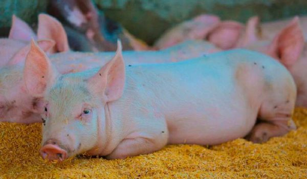 Trazabilidad porcina en Nicaragua: IPSA exige registro