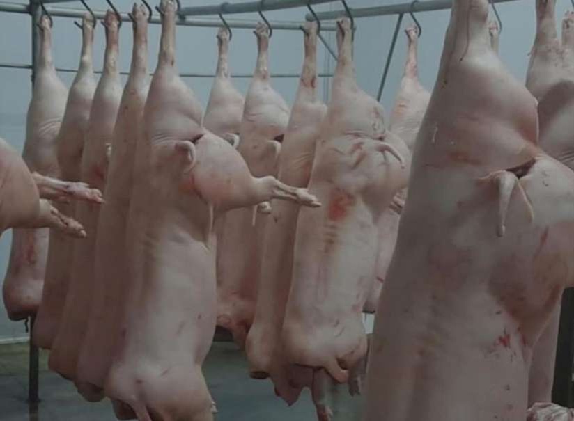 Industria porcina, producción de carne de cerdo