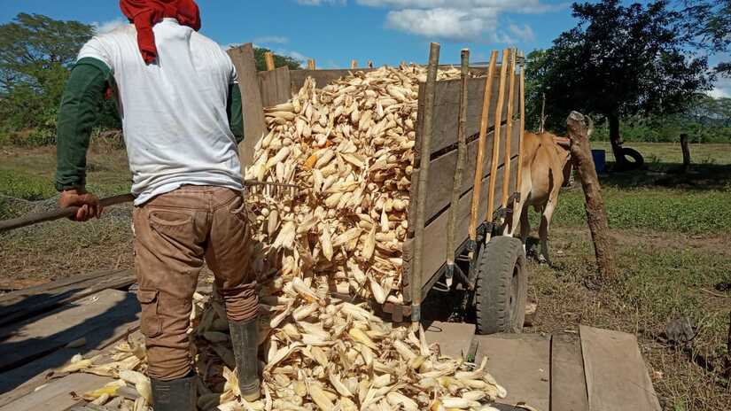Producción de maíz en Nicaragua