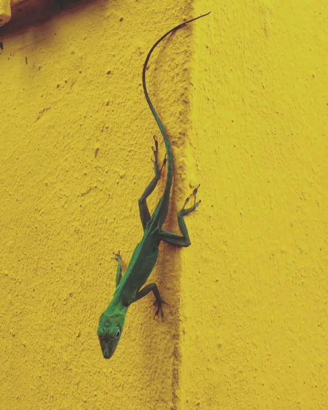 Lagarto verde en pared amarilla en Puerto Rico