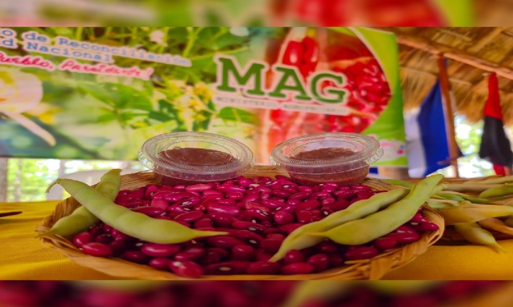 El Ministerio Agropecuario (MAG) presentó una nueva variedad de frijol rojo vencedor, en Condega, Estelí. LA PRENSA/ EL 19 DIGITAL