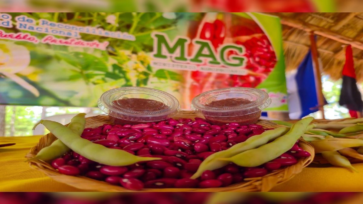 El Ministerio Agropecuario (MAG) presentó una nueva variedad de frijol rojo vencedor, en Condega, Estelí. LA PRENSA/ EL 19 DIGITAL