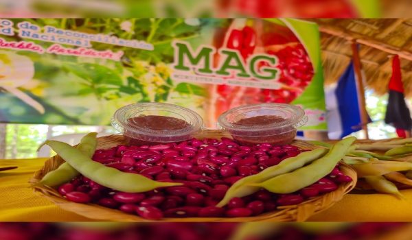El Ministerio Agropecuario (MAG) presentó una nueva variedad de frijol rojo vencedor, en Condega, Estelí. LA PRENSA/ EL 19 DIGITAL