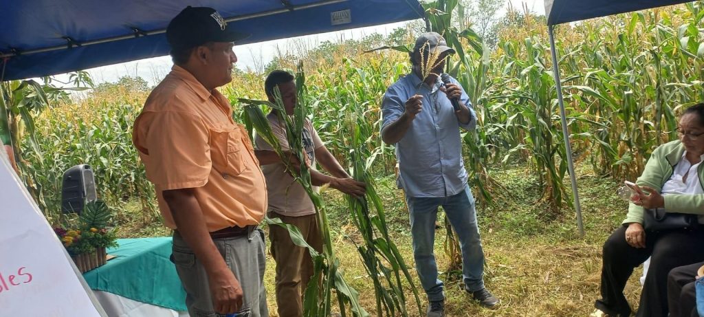 Según el MAG, la producción del híbrido H-991, de maíz blanco, bajo buenas condiciones de manejo, puede garantizar rendimientos superiores a los 120 quintales por manzana. LA PRENSA/ EL 19 DIGITAL