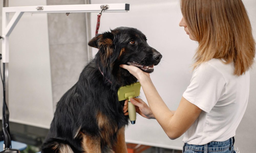 La muda de pelo en perros es natural y no la dispara solo el calor. Foto tomada de Freepick