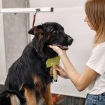 ¿Por qué mi perro bota tanto pelo? El veterinario responde 