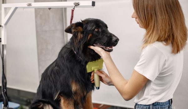 ¿Por qué mi perro bota tanto pelo? El veterinario responde 