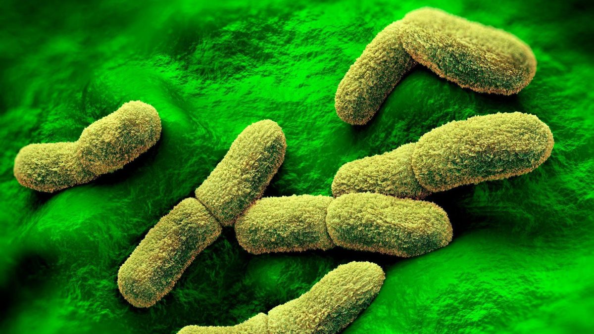 Science Artwork/Science Photo Library/Getty Recreación de la bacteria de la peste, Yersinia pestis.