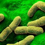 Qué se sabe del caso de la trabajadora de un laboratorio ruso que falleció en un centro de investigación de la peste en Siberia y que preocupa a EE.UU. y otros países