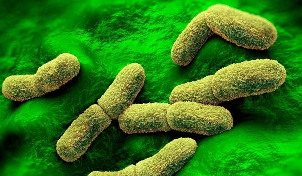 Science Artwork/Science Photo Library/Getty Recreación de la bacteria de la peste, Yersinia pestis.