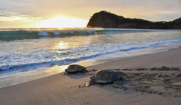 Sexta arribada masiva de torturas de paslama en 2026. Foto: Tomada del Marena.
