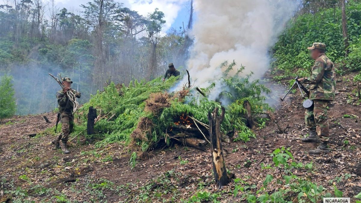 Destrucción de plantío de marihuana ejecutada por el Ejército de Nicaragua. Foto: Ejército de Nicaragua.