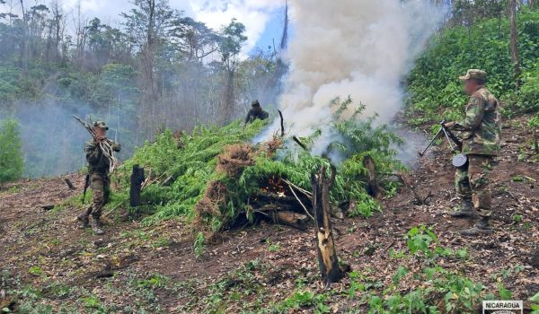Destrucción de plantío de marihuana ejecutada por el Ejército de Nicaragua. Foto: Ejército de Nicaragua.