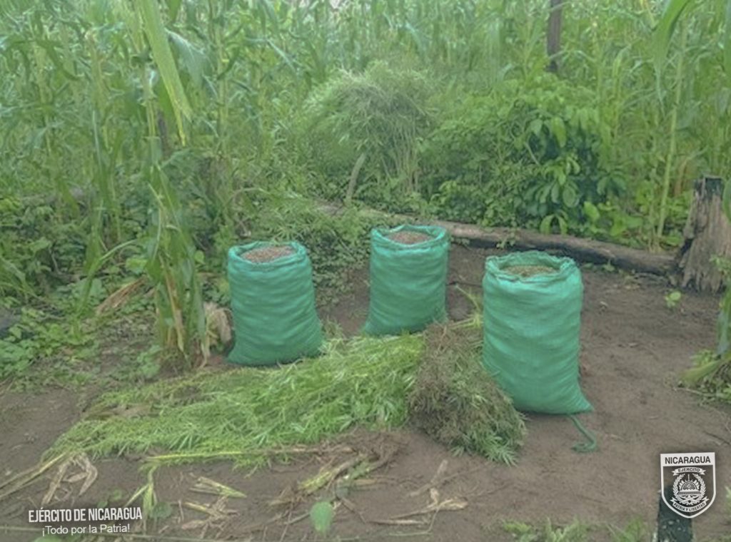 Plantío y semillas de marihuana incautadas por el Ejército de Nicaragua. Foto: Ejército de Nicaragua.