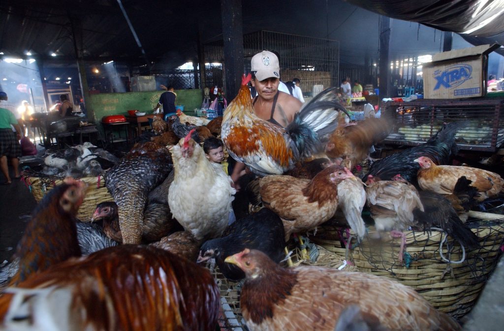 Venta de gallinas indias para acompañar el relleno tradicional de la cena de Nochebuena. LA PRENSA / ARCHIVO PERSONAL ÓSCAR NAVARRETE