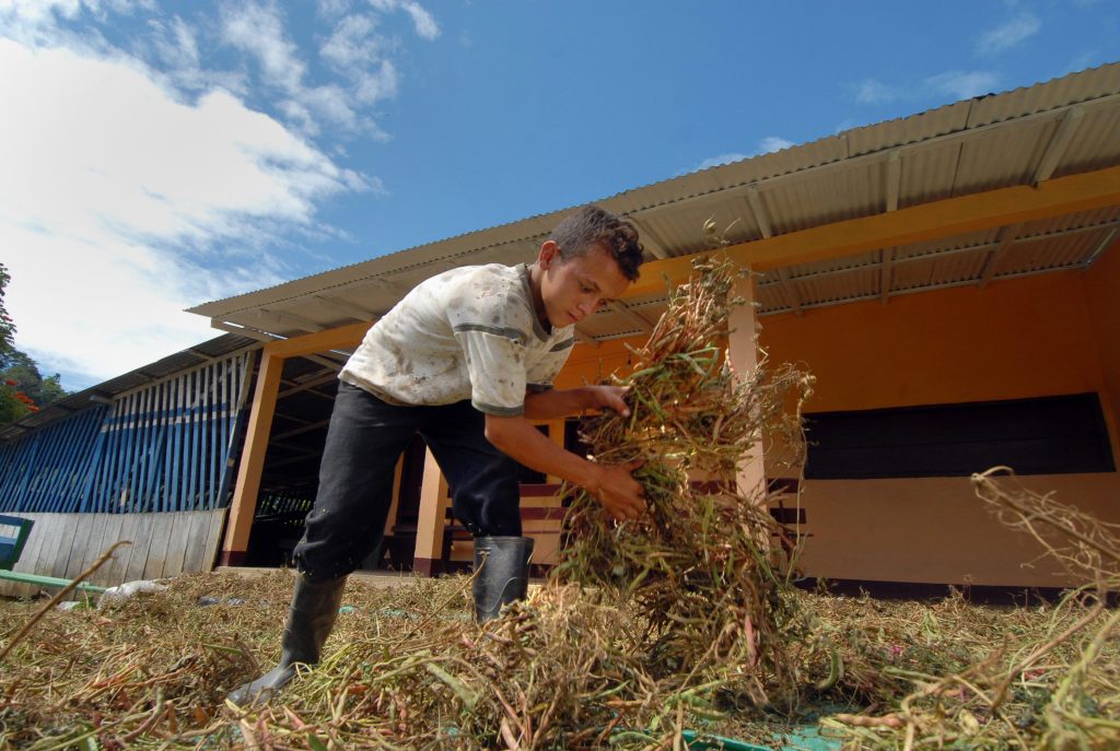 Un adolescente limpia frijoles en el valle de Pantasma. LA PRENSA / ARCHIVO PERSONAL ÓSCAR NAVARRETE