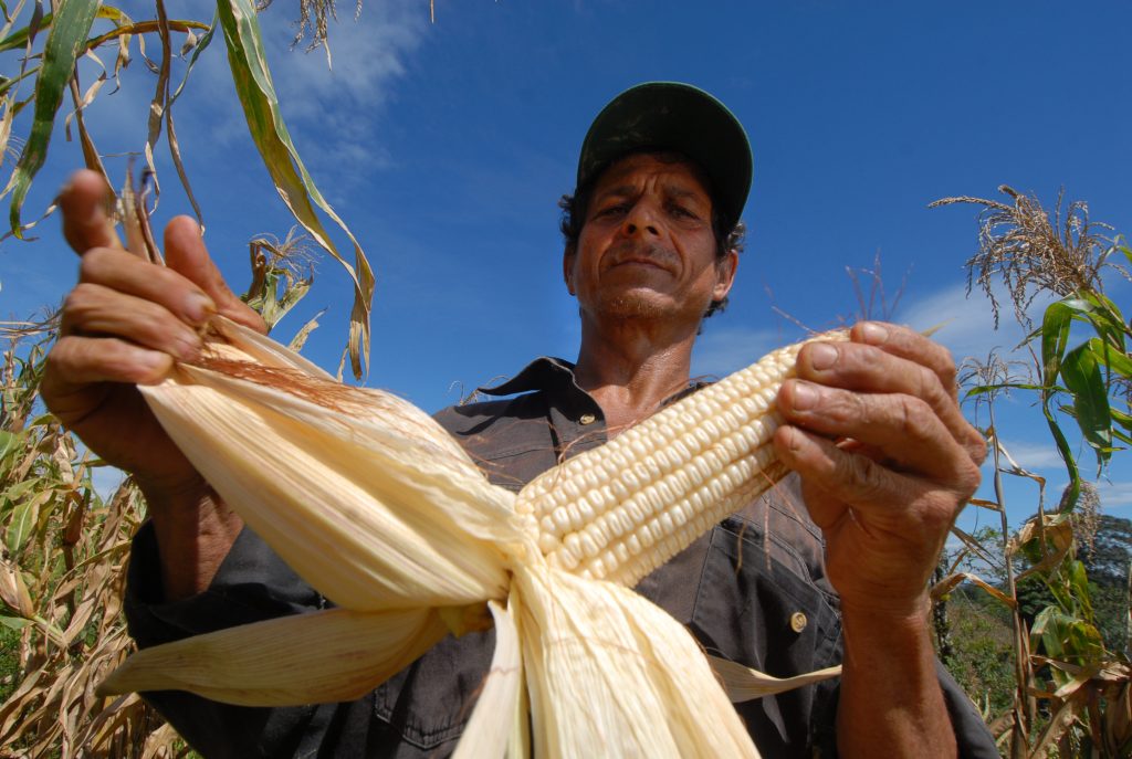 Un campesino examina su cultivo de maíz en el valle de Santa María de Pantasma. LA PRENSA / ARCHIVO PERSONAL ÓSCAR NAVARRETE