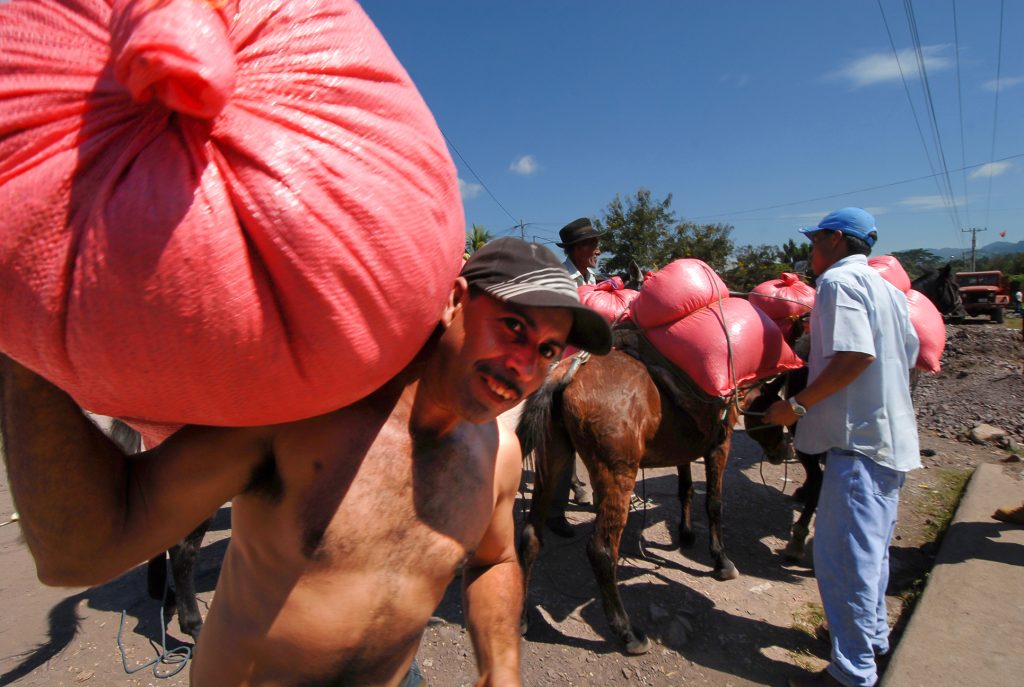 Campesinos trasladan la cosecha de café en el municipio de Pantasma. LA PRENSA / ARCHIVO PERSONAL ÓSCAR NAVARRETE