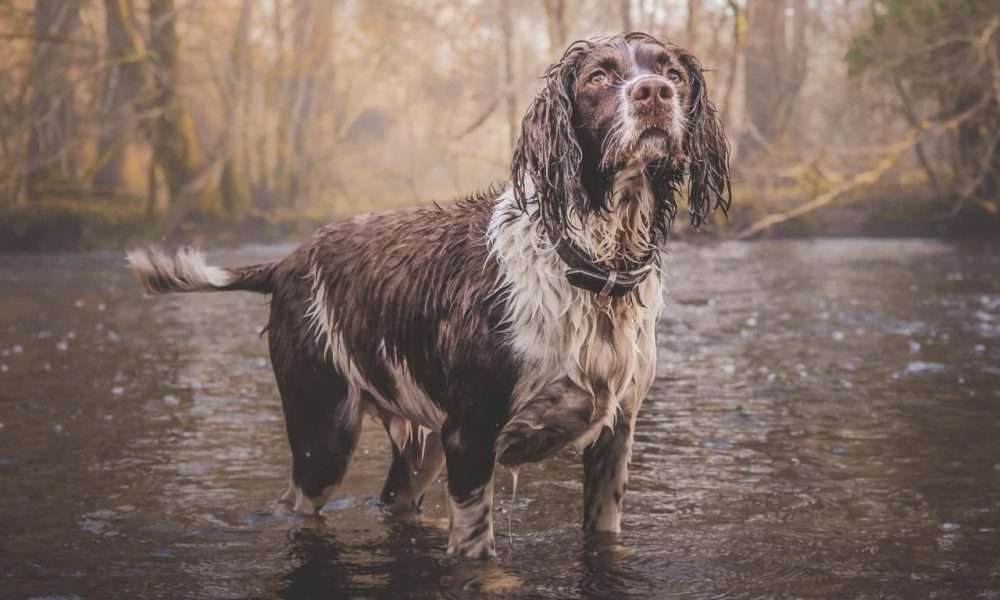 Las lluvias y el agua estancada pueden favorecer la transmisión de la leptospirosis. Evitar que los perros beban de charcos y mantener su vacunación al día son medidas clave para protegerlos.
