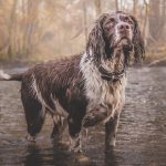 Leptospirosis en perros: lo que un charco le puede hacer a tu perro (y a vos)
