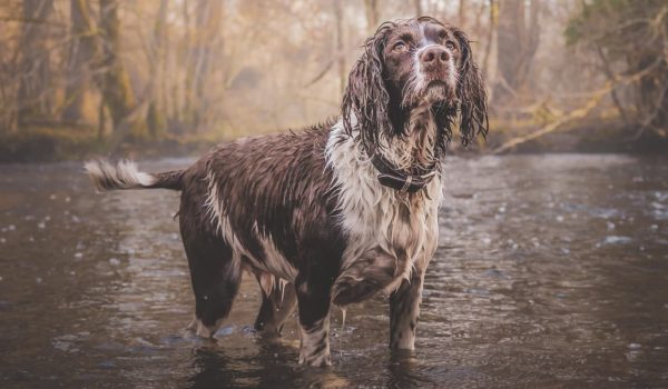 Las lluvias y el agua estancada pueden favorecer la transmisión de la leptospirosis. Evitar que los perros beban de charcos y mantener su vacunación al día son medidas clave para protegerlos.
