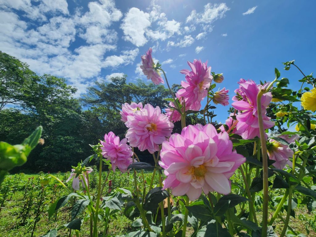 Variedades de flores en Los Tachos en Catarina. Foto: Cortesía/Don Tacho.