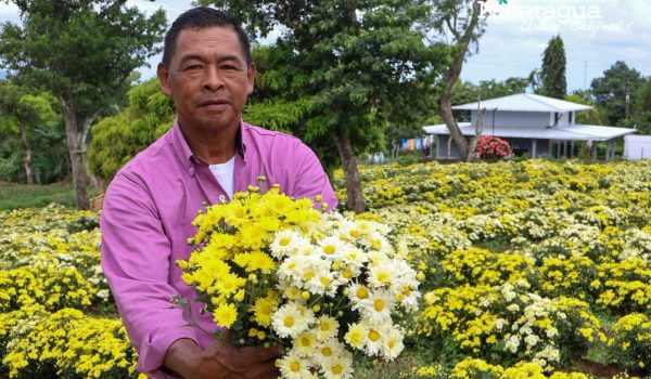 José Anastasio García Hernández, conocido como don Tacho, en su campo de flores en Catarina. Foto: Cortesía/Don Tacho.