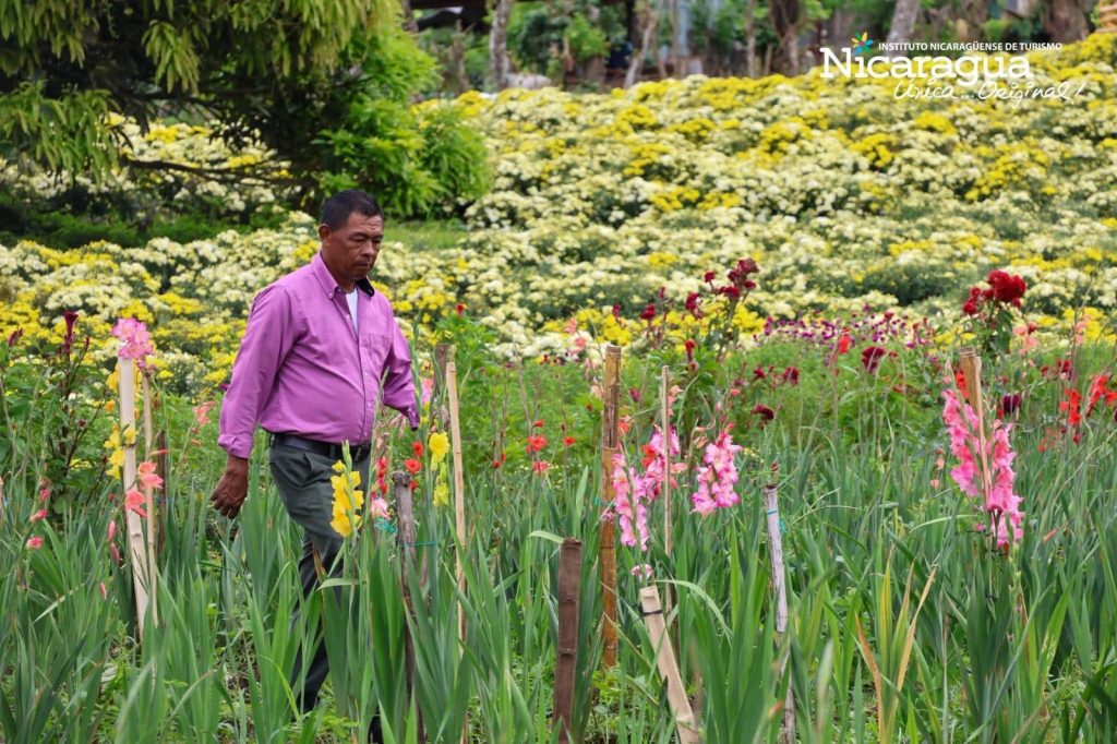 Don Tacho caminando por su sendero de flores. Foto: Cortesía/Don Tacho.