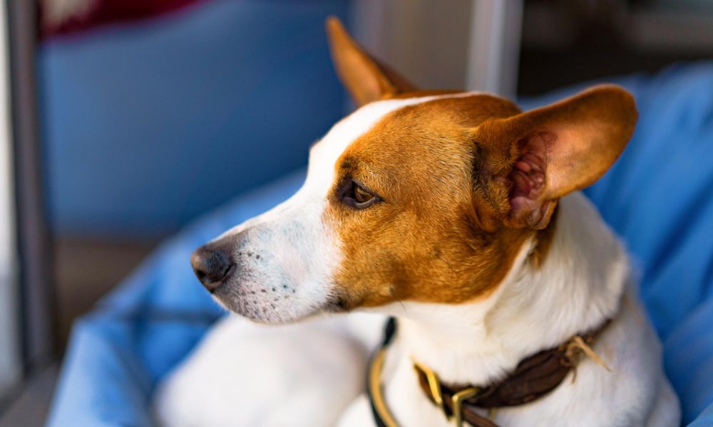 castración de perros, esterilización canina, mascotas, consejos veterinarios