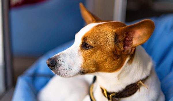 castración de perros, esterilización canina, mascotas, consejos veterinarios