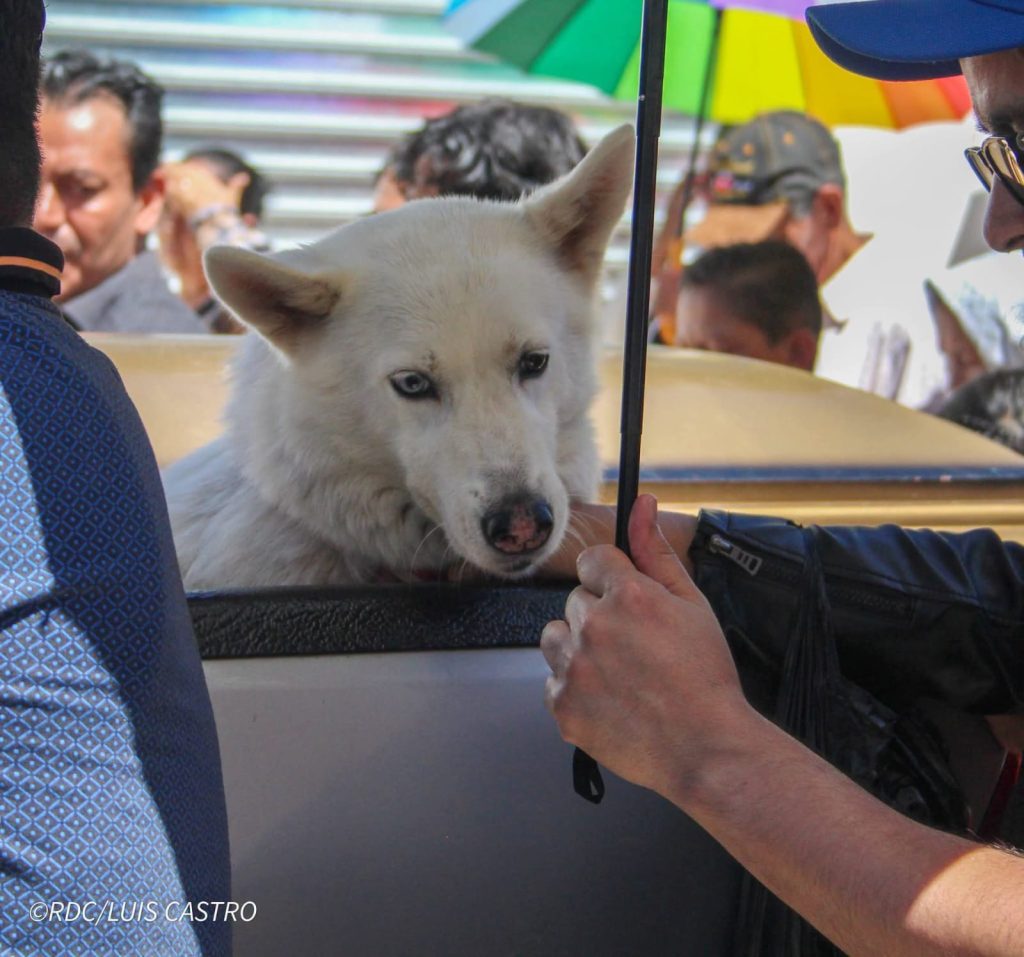 Mascota del juez Marvin Alejandro Rodríguez Toledo acompaña el féretro. Foto: La Primerísima/Facebook.