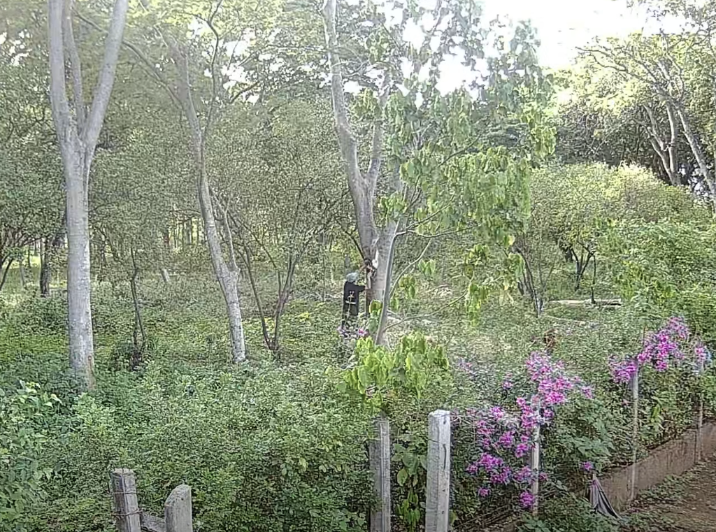 Captura de pantalla del momento en el que el ciudadano cortaba los árboles.