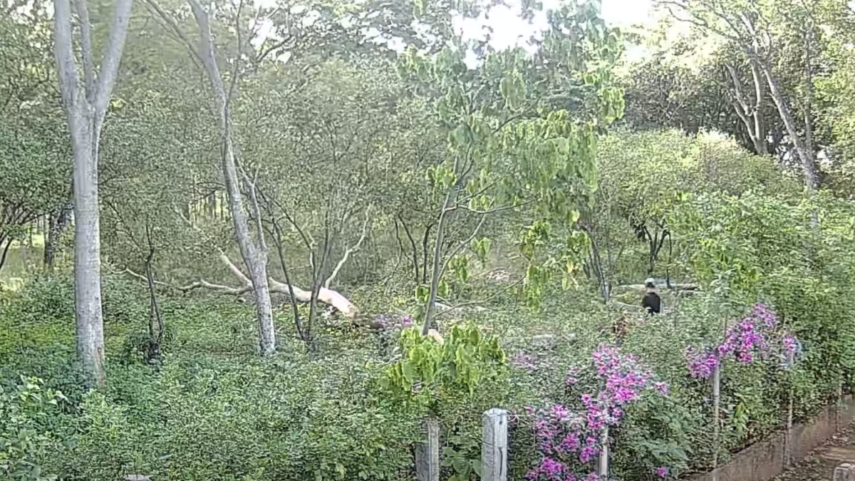 El ciudadano multado quedó grabado en una cámara. Utilizó una motosierra para cortar los árboles. Captura de pantalla