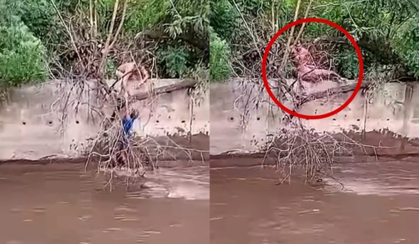 Un hombre es rescatado antes de ser arrastrado por la corriente de un cauce en Managua. Foto: captura de video tomado de Barrio Acahualinca, Personajes y remembranzas/Facebook.
