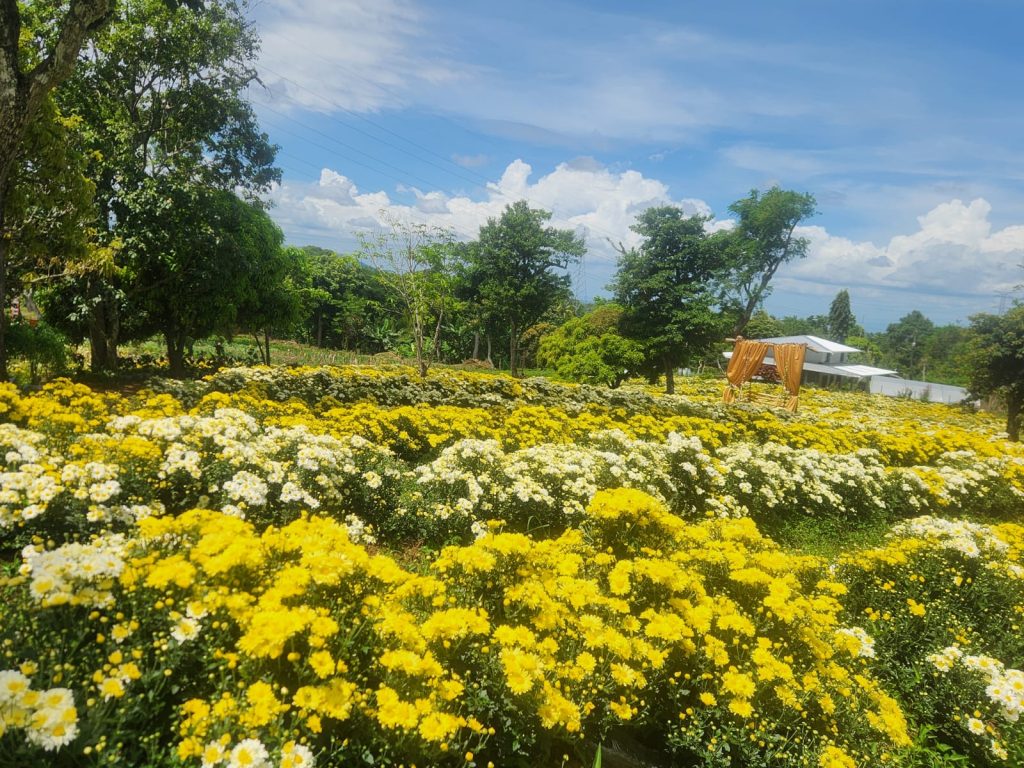 Floricultura Los Tachos, en Catarina. Foto: Cortesía/Don Tacho.